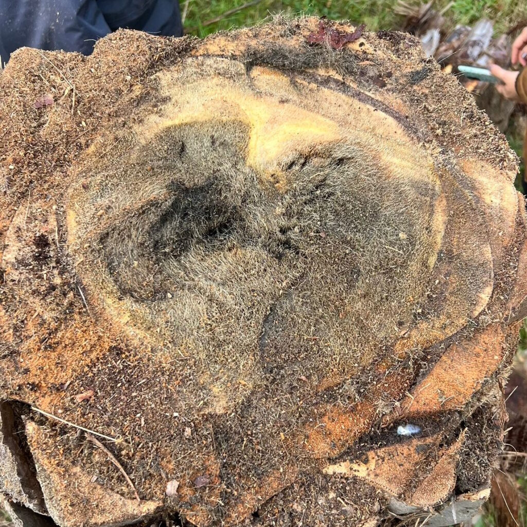 Necrosis en la zona del meristemo apical de palmera, causada por hongo fusarium