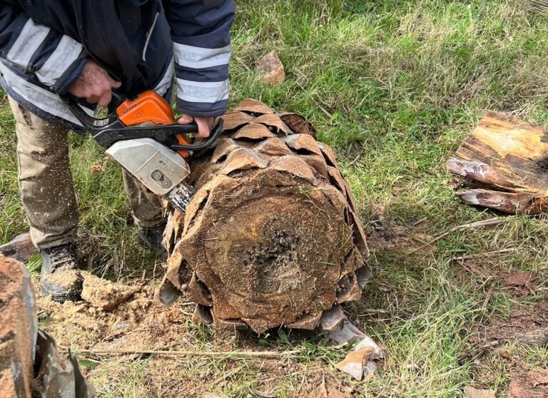 palmera Butiá odorata infectada por el hongo fusarium en Uruguay