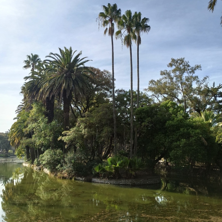 Palmeras en el Parque Rodó de Montevideo, Uruguay